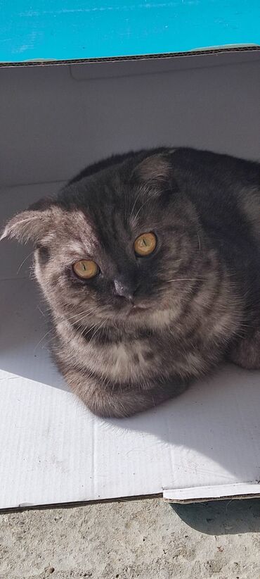 котята в добрые руки баку: Şotland yastı qulaq