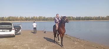 Айыл-чарба жаныбарлары: Сатам | Тай | Ат спорту | Асыл тукумдуу — 3