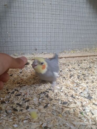 сколько стоит золотой ретривер: Sarı və boz rəngli, sevimli tutuquşu satılır. Ərkeydi əldən simiçqa