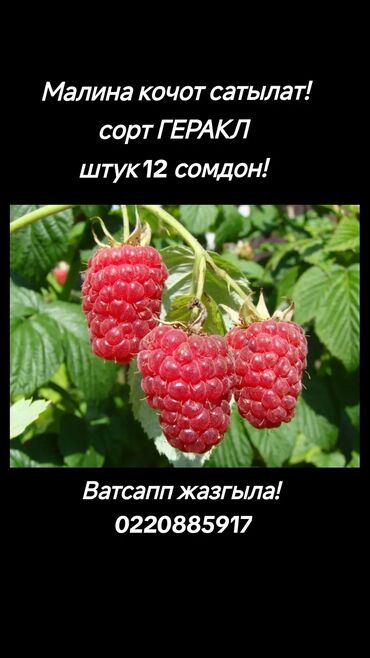 курак тошоктор: Малина кочот сатылат таза кочоттор! полька 15 сом штук! Геракл