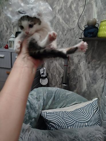Отдам даром кошку: Кошка даром: Беспородная, Мальчик — 6