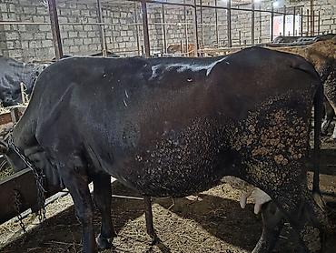 Satilir.südlük inek yani simental disi balali.damazliq ücün cox super lalafo.az -da Satilir.südlük inek yani simental disi balali.damazliq ücün cox super