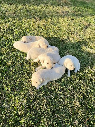 itlee: Retriever, 1 ay — 5