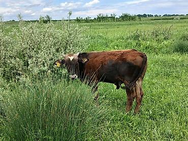 Коровы, быки: Продаю | Бык (самец) | На откорм — 10