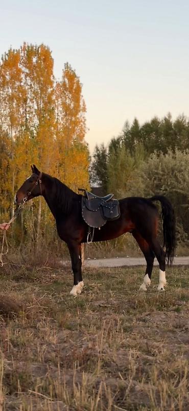 жеребец дончак: Продаю | Конь (самец), Жеребец | Кара Жорго | Для разведения, Рабочий, Конный спорт | Племенные, Осеменитель — 10
