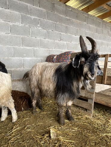 продажа щенков немецкой овчарки в бишкеке с документами: Сатам | Теке (эркек)