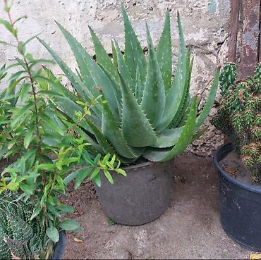 алоэ пайдасы: Aloe vera (sukkulent) – dibçək bitkisi - Növ: Aloe vera (Aloe — 4