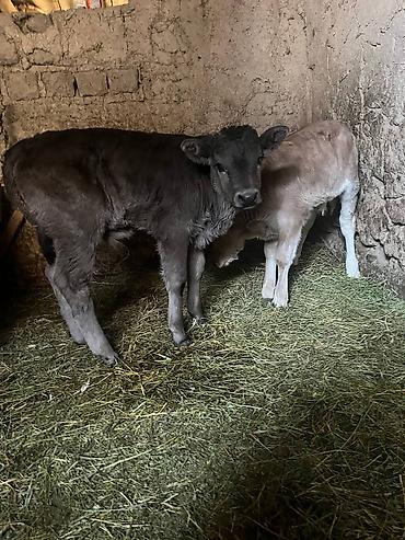 Коровы, быки: Продаю | Музоо, торпок | Алатауская | На откорм | Искусственник — 4