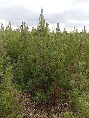 Tinglər: Şam (pine) tingləri – iynəyarpaq landşaft ağacı - Növ: Şam ağacı — 6