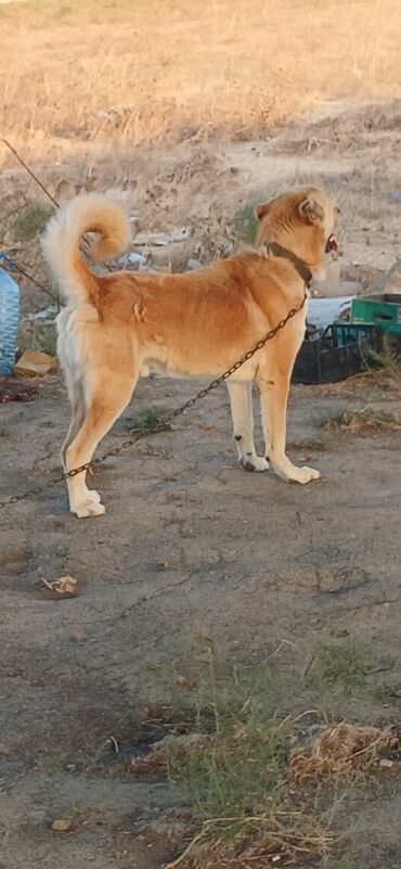 qaz balasi nece gune cixir: Qurdbasar, 2 il, Erkek, Peyvəndli, Ödənişli çatdırılma