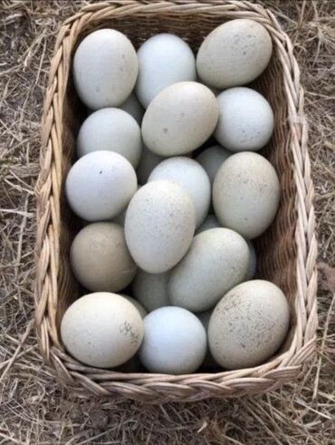 ящик для кур: Утиные яйца в плетёной корзине. - Натуральные, деревенские яйца