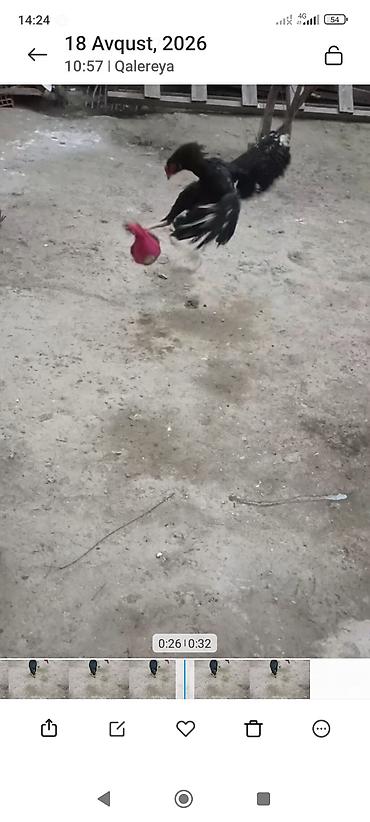 kənd xoruzu: Biri Atasdı birdə qardaşı riyal alcya məşq və döyüş purobu AYLACAQ 5 — 6