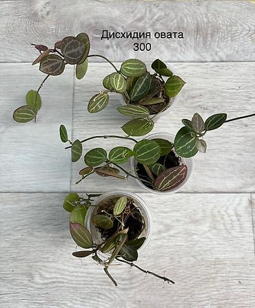 хойи: Продаю хойи. Цены от 250 - 300 сом — 4