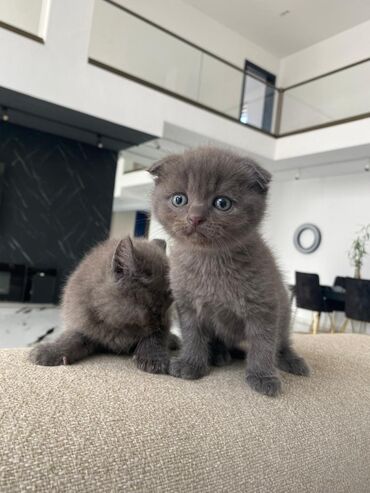 Pişiklər: Britan yastı qulaq, Erkək, Dişi, Yaxşı əllərə, Ünvandan götürmə, Pulsuz çatdırılma, Ödənişli çatdırılma — 25