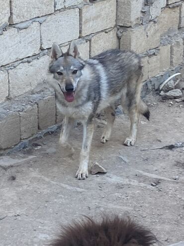 русская голубая кошка цена: 10 месяцев, Самка, С родословной, Платная доставка