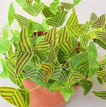 Semena i sadnice: Cena 650din 10 semenki — 6