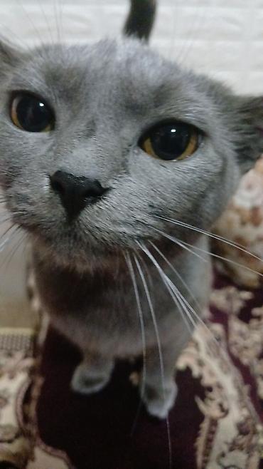 Pişiklər: Britan, Dişi, Yaxşı əllərə, Pulsuz çatdırılma — 11