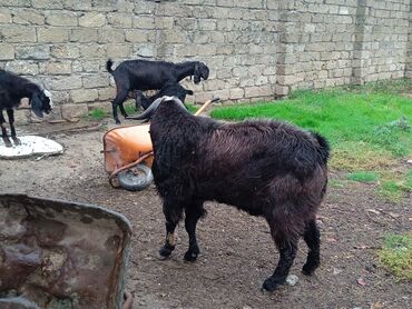 simmental inək cinsi: Məhsul: Keçilər (sürü şəklində) Təsvir: - Şəkillərdə bir neçə baş