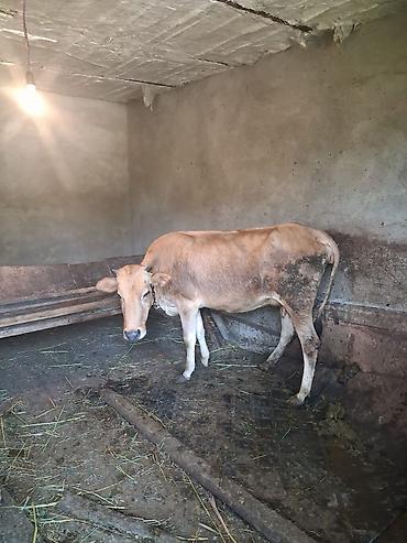 pulsuz heyvanlar verilir: Salam .bir qarın doğmuş heyvandı balası erkeydi 4 aylıqdı .hal hazrda — 3
