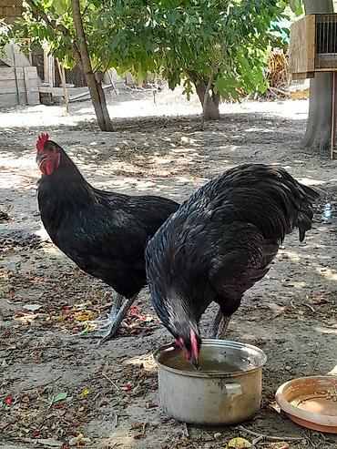 meşə toyuğu: Təmiz avsrolop xoruzlardi 5ayliqdi 3 kiloya yaxin çəkiləri var — 4