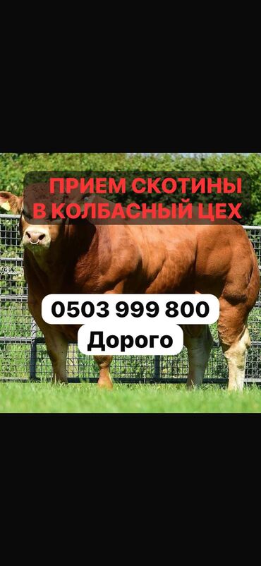 продаю или меняю на скот: Куплю | Коровы, быки, Лошади, кони, Бараны, овцы | Круглосуточно, Любое состояние, Забитый