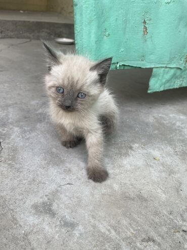 продажа вислоухих шотландских котят: Кошка даром: Сиамская, Девочка