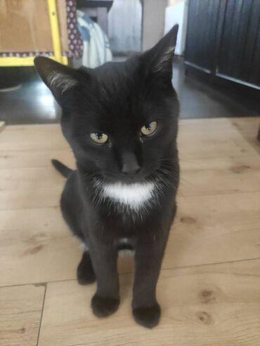 Mačke: Poklanjaju se dve predivne mace spašene sa ulice — braća različitog — 2