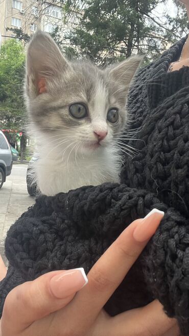 красивые котенки: Отдам котенка в добрые руки.
Девочка, 1 месяц 🙏🏻🤍
