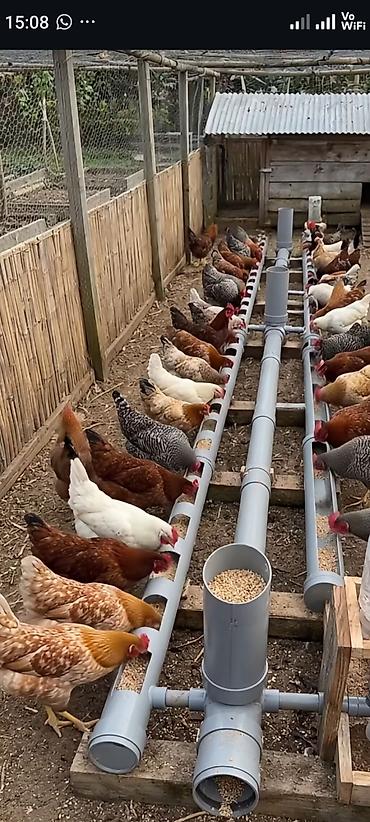 кукуруа: Продаю | Куры | Домашняя | На забой — 5