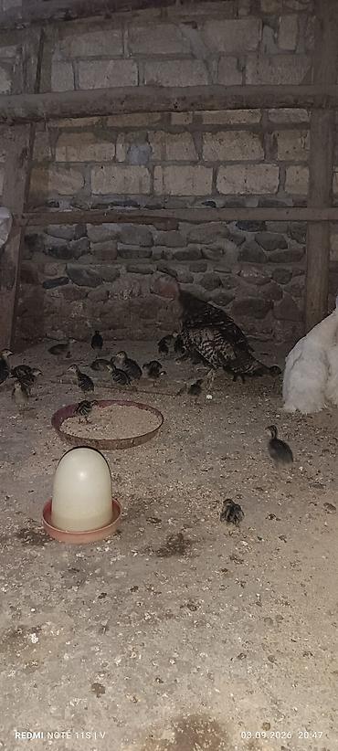 Məhsul: Hinduşka bala qrupu Təsvir: 7 manat balalar 40 manat analar -