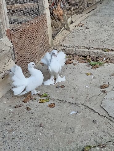 bakida cins ineklerin satisi: Cüt pavlinlər satılır. istəyən olsa vpya yaza bilər