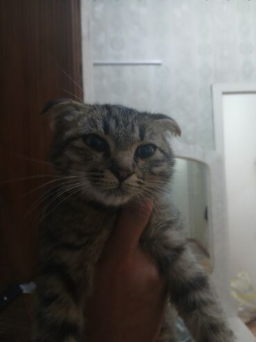 Продажа кошек: Шотландский вислоухий котёнок (Scottish Fold) - Окрас: тигровый
