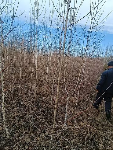 Другие декоративные деревья: САЖЕНЦЫ ОПТОМ — БОЛЬШОЙ ВЫБОР И ВЫГОДНЫЕ ЦЕНЫ! 🌿 В наличии все виды и — 9