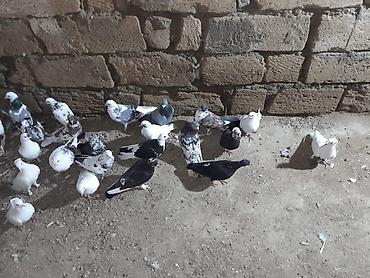 Quşlar: Məhsul: Ev göyərçinləri dəsti Təsvir: - Qarışıq rənglərdə və — 3