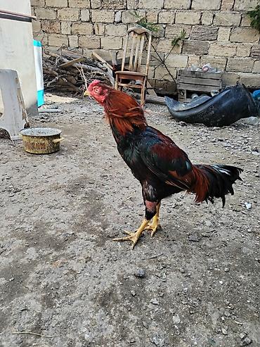 xoruz şəkli: (xoruz)

Təsvir:satlr xoruz 3 meydani olub 3de qelebe bir gozu kordu
- — 6