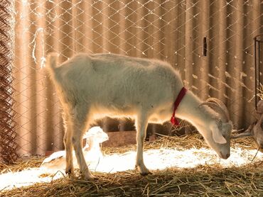 Козы, козлы: Продаю | Коза (самка) | Зааненская, Битал — 17