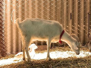 Козы, козлы: Продаю | Коза (самка), Козёл (самец), Козлёнок | Зааненская, Битал | Для разведения, Для молока | Племенные, Котные, Осеменитель — 8