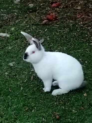 Dovşanlar: Ağ tüklü dovşan balaları.anasi atasi hamsi biryerde satilir.anasi — 9