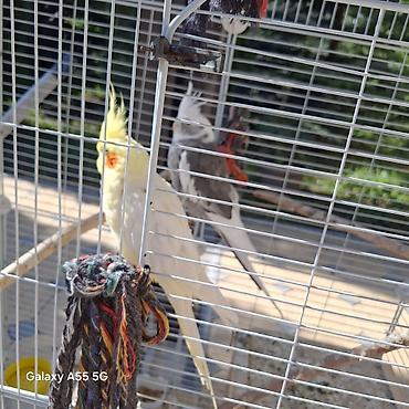 Другие с/х животные: 🦜 Попугаи корелла в продаже Продаются 2 кореллы: ✔ Одному — 2 года ✔ — 8