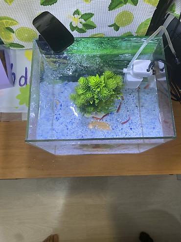 baliglar: Dördbucaq akvarium, Balıqlarla birlikdə, 20 l, Ünvandan götürmə — 2