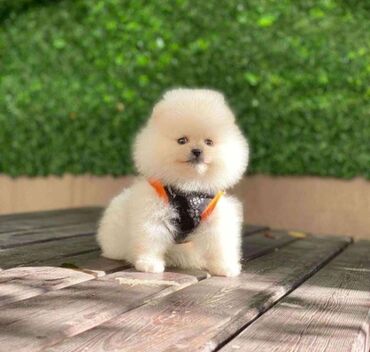 İtlər: Şpitz, 1 il, Dişi, Peyvəndli, Rayonlara çatdırılma, Pulsuz çatdırılma, Ünvandan götürmə — 6