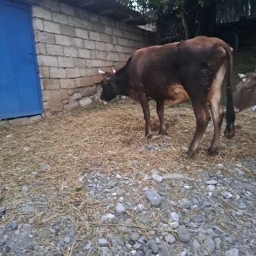 Inəklər, öküzlər: Salam öz inəyimdi yanındada balası bir yerdə satılır alverci deyiləm — 6