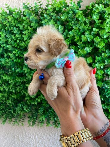 Psi: Odgajivacnica pasa "Happy Puppies" ima u ponudi prelepe stence — 5