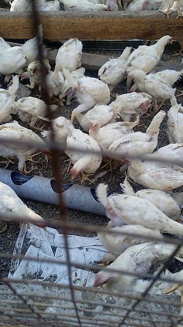 куры гриз бар: Продаю | Цыплята | Бройлерная | На забой — 1