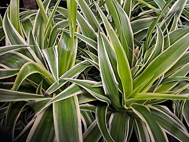 Ostale kućne biljke: Yucca, Drvo Života, 140 centimetara visina, dva stabla iz saksije sa — 8