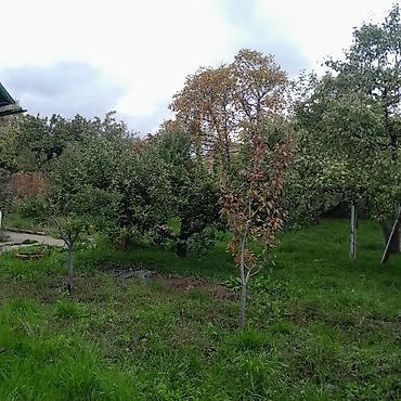 Продажа дач: Дачный участок с садовым домиком и плодовыми деревьями - Участок — 6