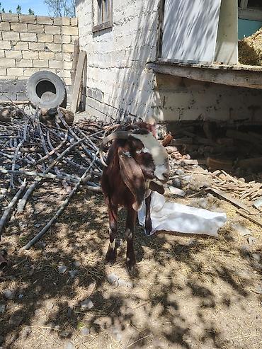 mal qara satisi: Südlük keçi – qəhvəyi rəng, alnı və burnunda ağ ləkəli. Uzun sallaq — 1