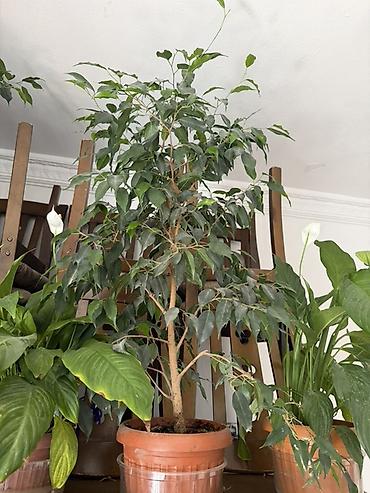 мяси: Комнатные растения в горшках: 1) Фикус Бенджамина (Ficus benjamina) - — 1
