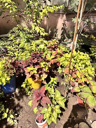 открыто: 🍀Продам черенки колеусов свежим срезом по 150 сом. Корни дают очень — 10