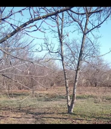 masazirda torpaq alqi satqisi: 2 sot, Tikinti, Mülkiyyətçi